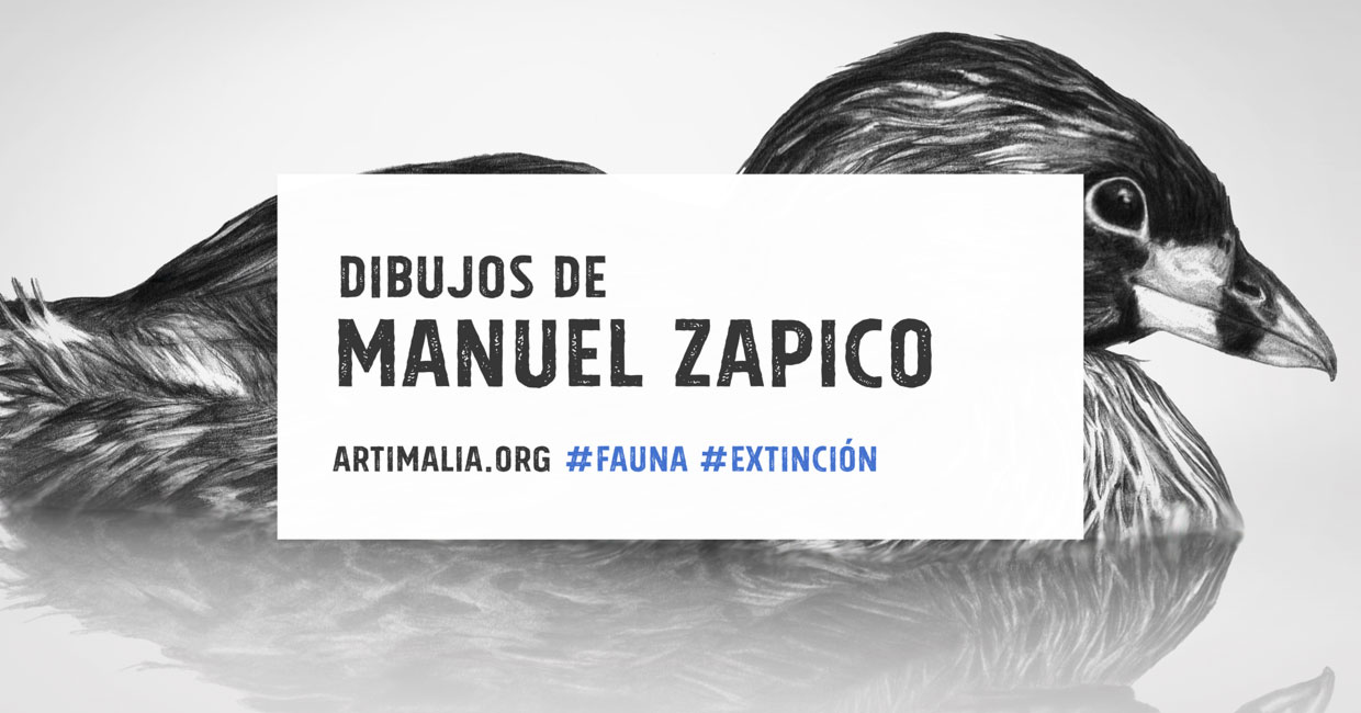 Dibujos de Manuel Zapico Artimalia