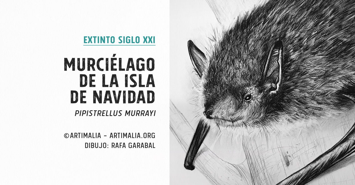 2017 Murciélago de la Isla de Navidad | Artimalia