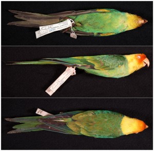 18_20_21_cotorra_carolina_combo