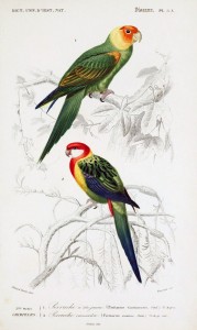 46a_cotorra_carolina