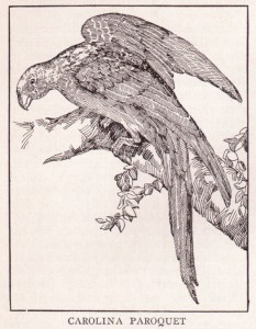 50_cotorra_carolina