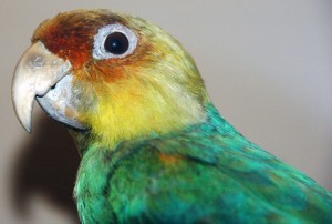 5_cotorra_carolina