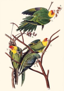 39_cotorra_carolina_tooltip