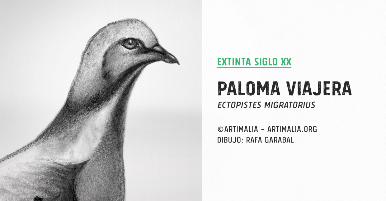 og_artimalia_20_paloma_viajera