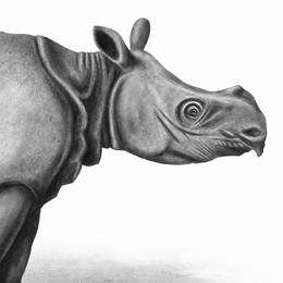 rinoceronte de java vietnamita