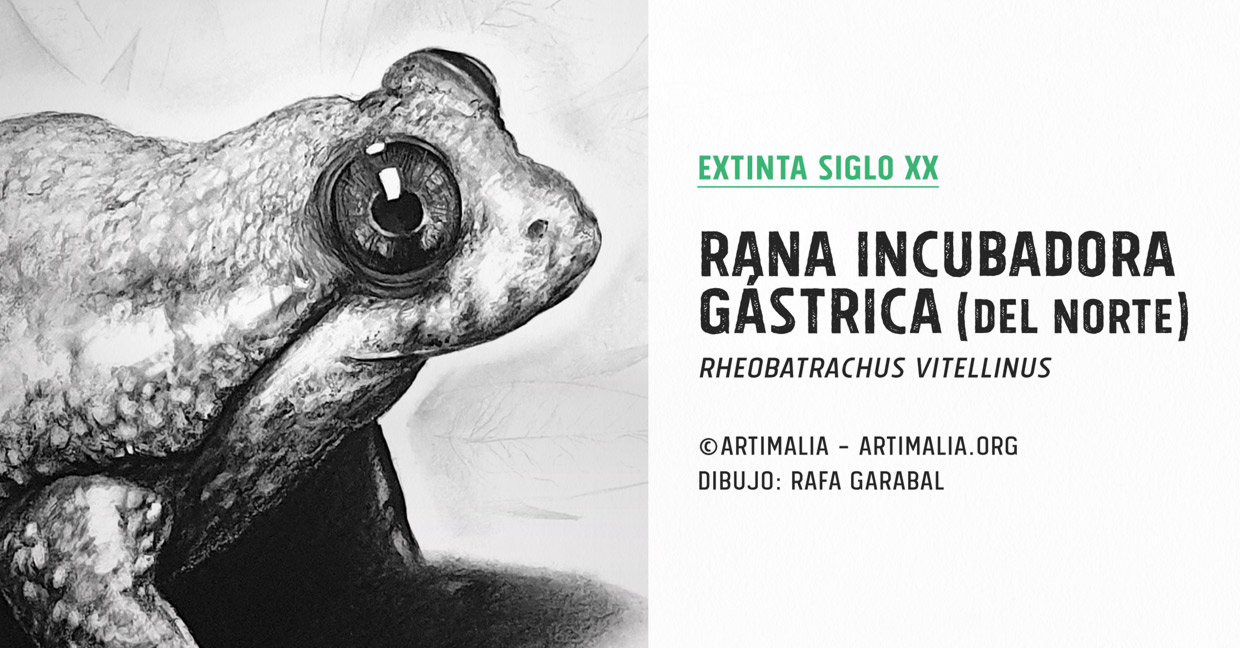 artimalia_s20_rana_incubadora_gastrica_norte_copyright